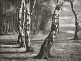 Untitled Study of Birch Trees