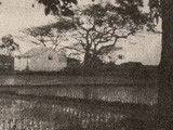 Hawaiian Rice Paddy Landscape