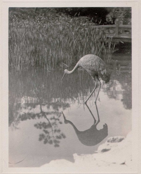 Bronze Crane at Japanese Hill-and-Pond Garden