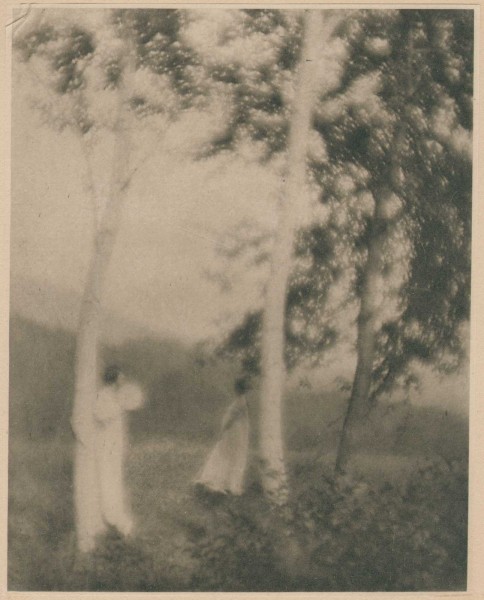 VII. White Trees