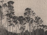 Monterey Pines