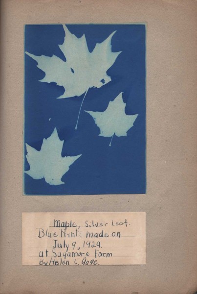 Maple, Silver Leaf