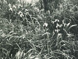 Lilies (Fleur-de-lis)