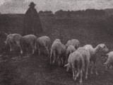 A Franconian Shepherd