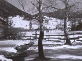 Birken im Schnee