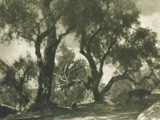 Alte Oliven  (Corfu)