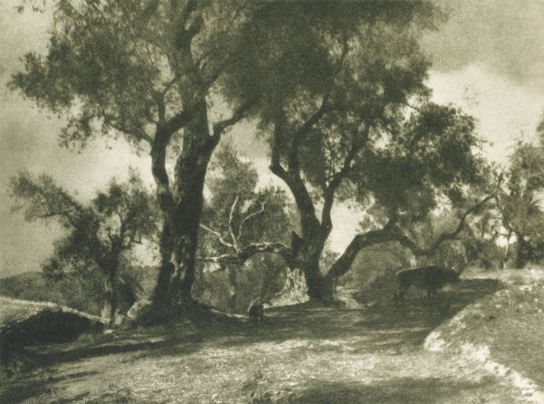 Alte Oliven  (Corfu)