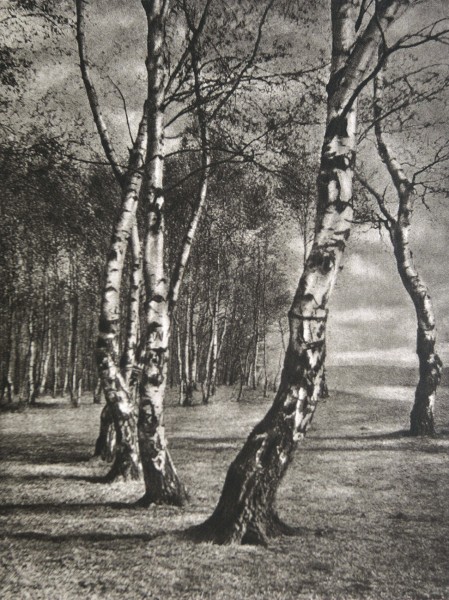 Untitled Study of Birch Trees