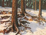 Untitled Tree trunks in Winter  