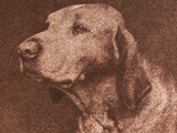 Untitled Portrait of a Hound