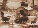Untitled Farmyard Scene -Dog Watching Chickens
