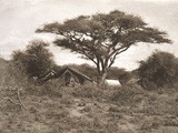 Ostafrikanische Landschaft mit Schirmakazien