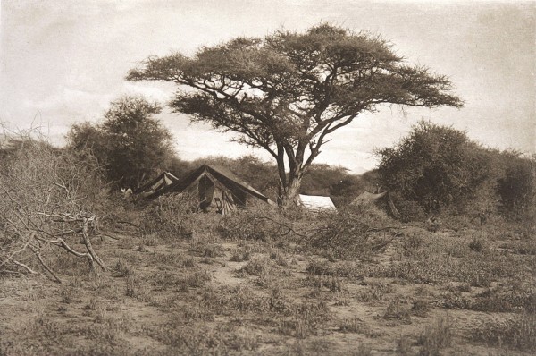 Ostafrikanische Landschaft mit Schirmakazien