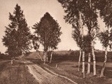 Heideweg mit Birken