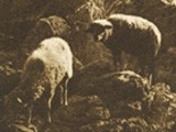 Schafe am Felsen