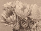 Echinocereus Cactus of unknown Species
