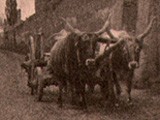 Ox-drawn Cart on Street