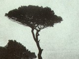 Italian Stone Pine Tree 
