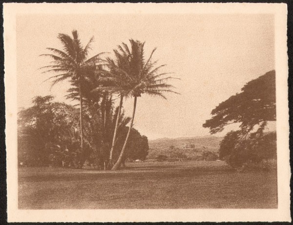 Coconut Palm Trees in Park or Garden