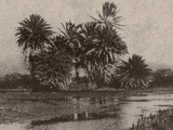 Hawaiian River or Marsh with Palm Trees