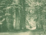 Redwood Tree Grove