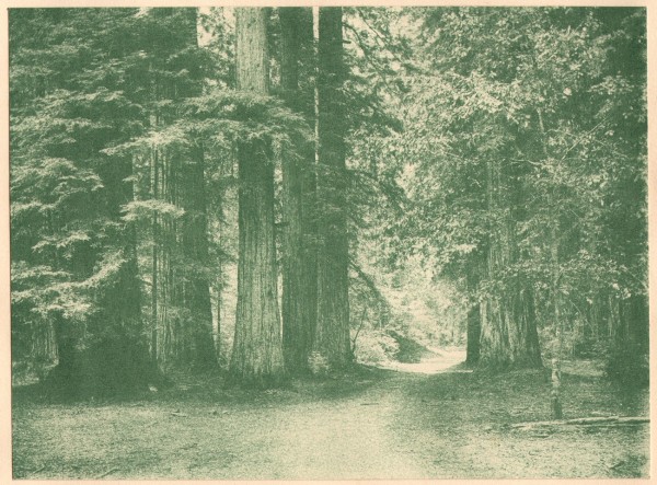 Redwood Tree Grove