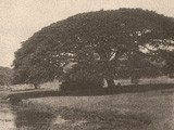 Moanalua Park﻿ with Poinciana Tree