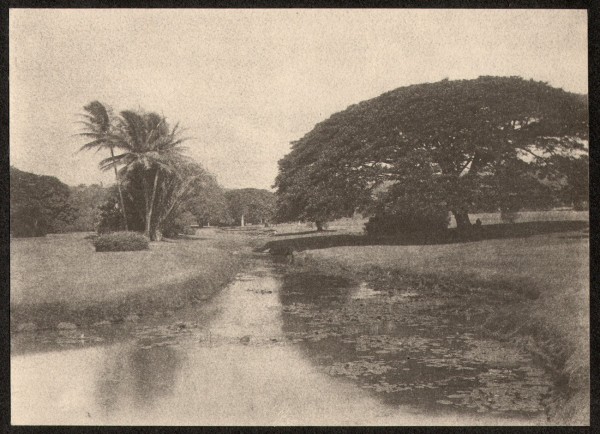 Moanalua Park﻿ with Poinciana Tree
