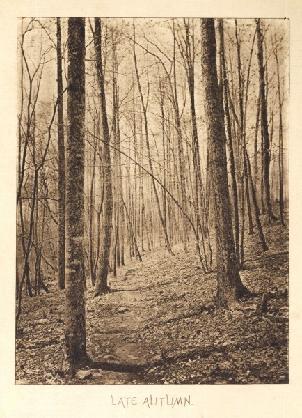 Bits of Nature: A Series of Ten Photogravures from Nature 