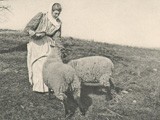 Salting the Sheep