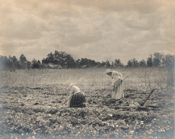 The Sweet Potato Field