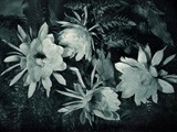 Night-Blooming Cereus