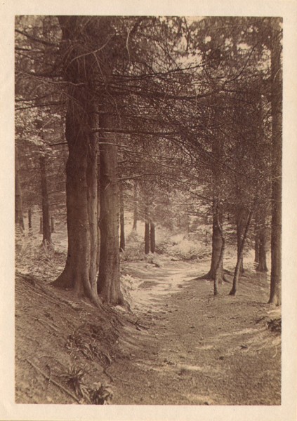 The Pine Wood