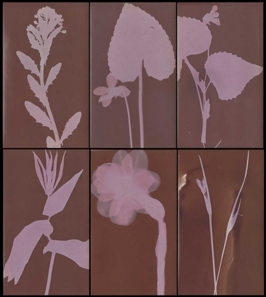 Botanical Photograms 