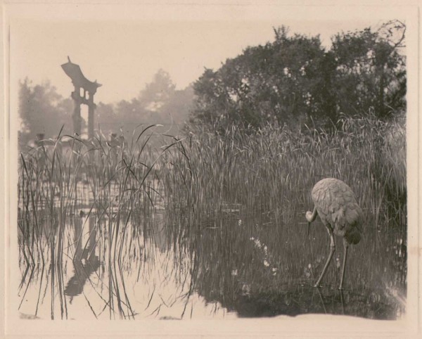 Torii & Crane at Japanese Hill-and-Pond Garden 