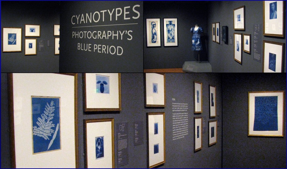 blog-cyanotypes-blue-period-installation-photographs-2016