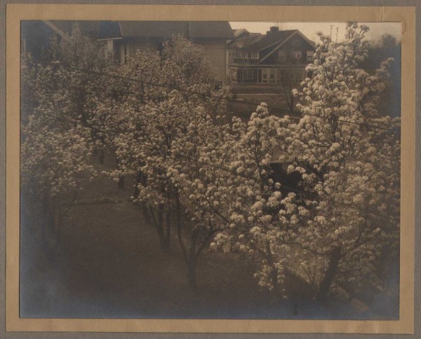 Backyard Apple Trees Blossoming