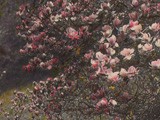 Magnolia Trees Blooming in Spring