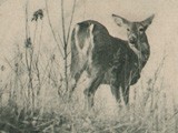 White Tail Deer  (Wild, From Life)