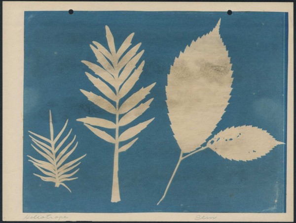 Leaf Form Specimen Photograms