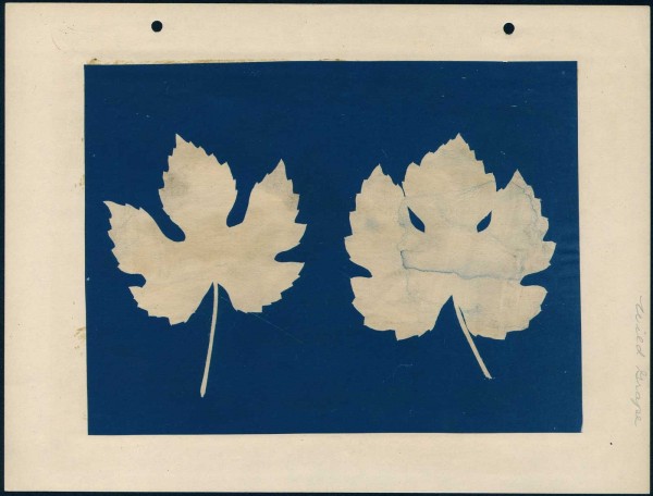 Leaf Form Specimen Photograms
