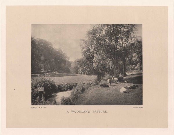 A Woodland Pasture