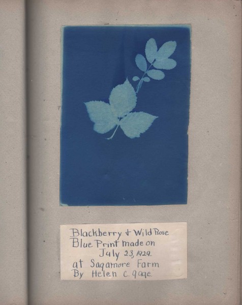 Blackberry + Wild Rose