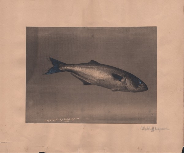 Bluefish, from Life  (Pomatomus saltatrix) 
