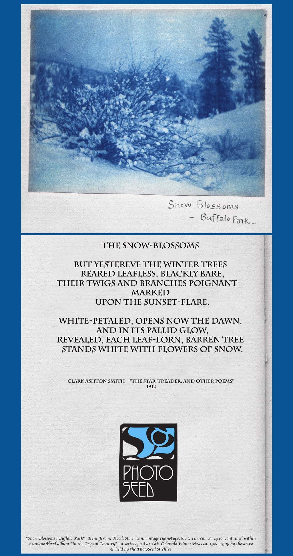 border-blog-large-snow-blossoms-buffalo-park