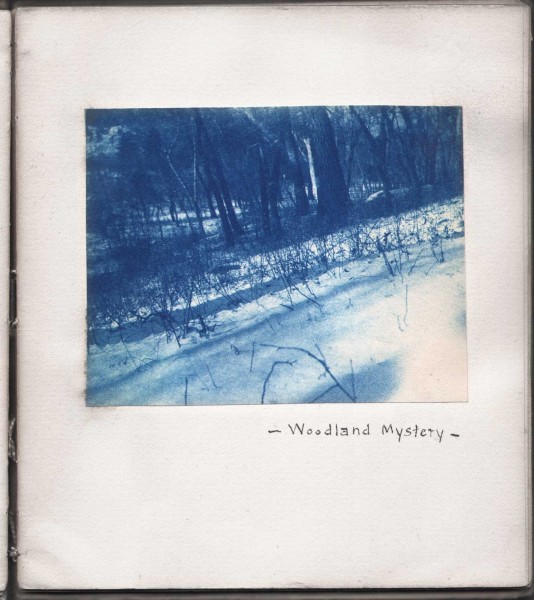 Woodland Mystery