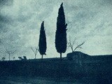 Cypress Trees on Side of Roadway