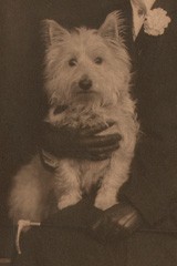 Woman with her West Highland White Terrier