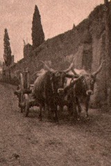 Ox-drawn Cart on Street