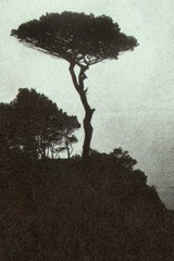 Italian Stone Pine Tree
